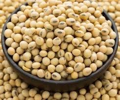 Soyabean Seed